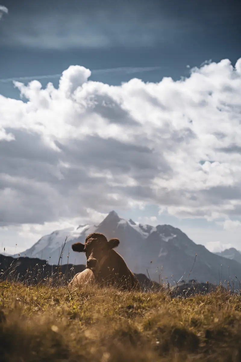 Maxime Bouclier Photographie | La Rosière